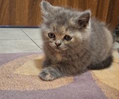 Шотландски клепоухи котки