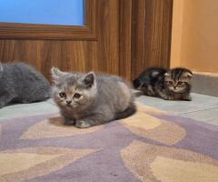 Шотландски клепоухи котки