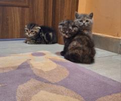 Шотландски клепоухи котки