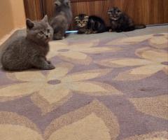 Шотландски клепоухи котки