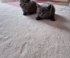 Шотландски клепоухи котки