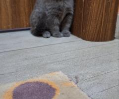 Шотландски клепоухи котки