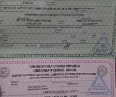 Мъжко кученце Аляски маламут