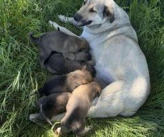 Кученце Алабай Х Белгийска Овчарка + Доставка