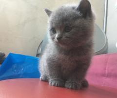 Британска синя късокосместа