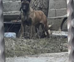 Здравейте продавам малки Белгийски овчарки