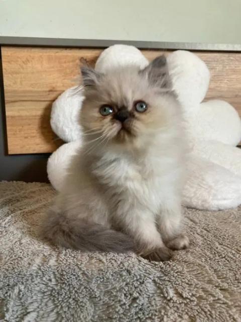 Персийксо коте - чудесен подарък