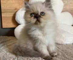 Персийксо коте - чудесен подарък
