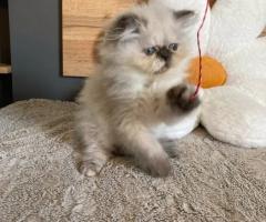 Персийксо коте - чудесен подарък
