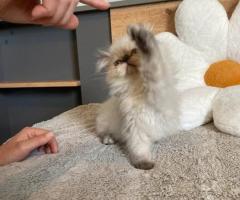 Персийксо коте - чудесен подарък