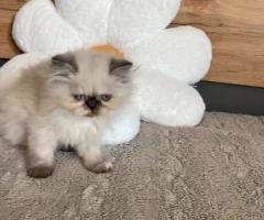Персийксо коте - чудесен подарък