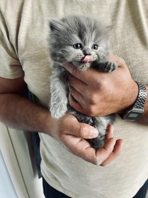 Британски котенца