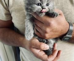 Британски котенца