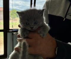 Британски котенца