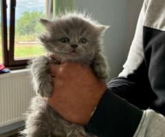 Британски котенца