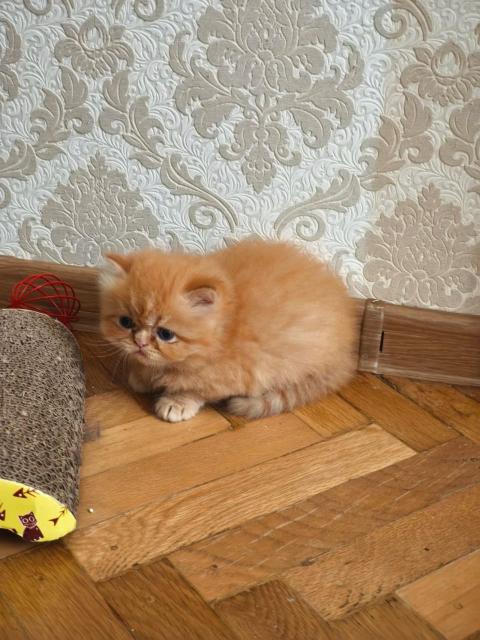 Мъжко персийско коте