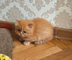 Мъжко персийско коте