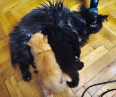 Мъжко персийско коте