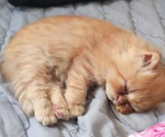 Мъжко персийско коте