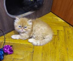 Мъжко персийско коте