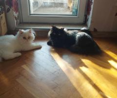 Мъжко персийско коте