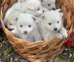 Продавам немски шпицове