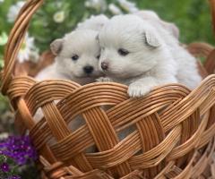 Продавам немски шпицове