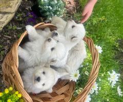 Продавам немски шпицове