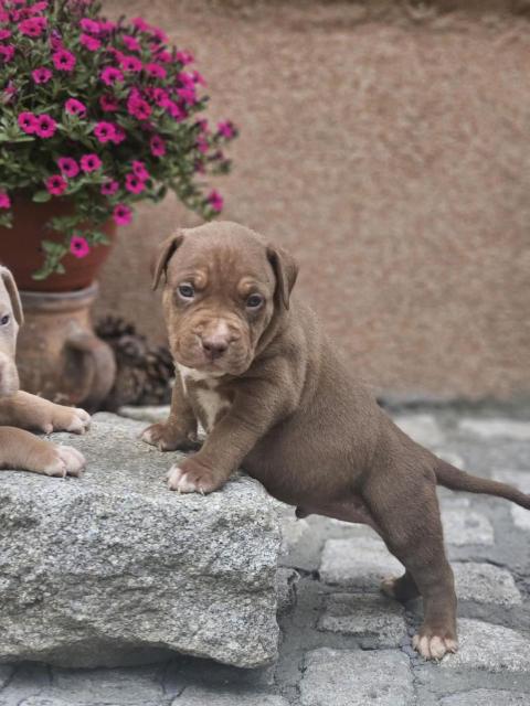 American Bully XL кученца за продан