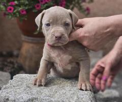 American Bully XL кученца за продан