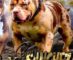 American Bully XL кученца за продан