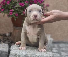 American Bully XL кученца за продан