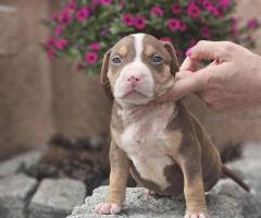 American Bully XL кученца за продан
