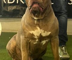 American Bully XL кученца за продан