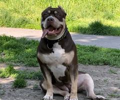 American Bully XL кученца за продан