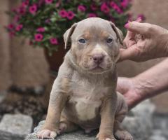 American Bully XL кученца за продан
