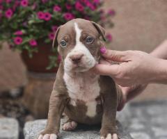 American Bully XL кученца за продан