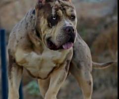 American Bully XL кученца за продан