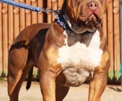 American Bully XL кученца за продан