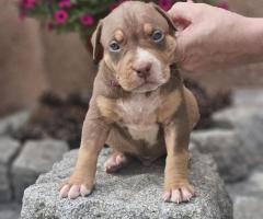 American Bully XL кученца за продан