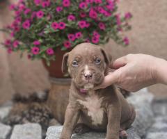 American Bully XL кученца за продан