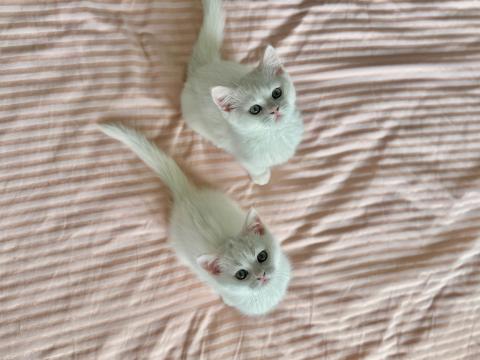 Британски късокосмести котета