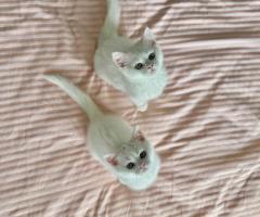 Британски късокосмести котета