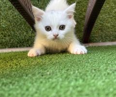 Британски късокосмести котета