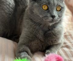 Британски късокосмести котета
