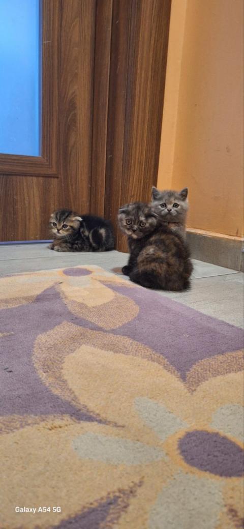 Шотландски клепоухи котки
