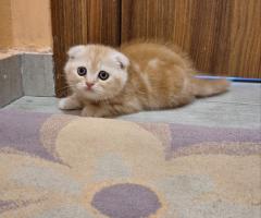 Шотландски клепоухи котки