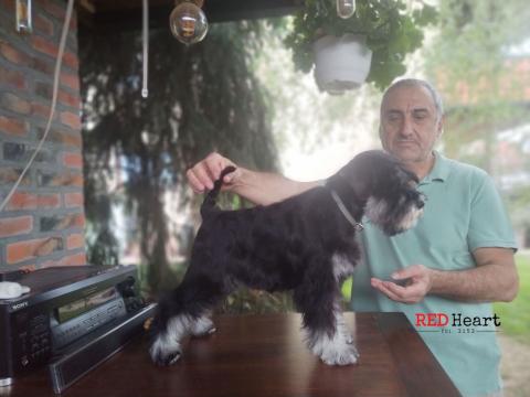 Миниатюрен шнауцер Женско кученце