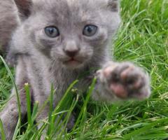 Подарявам котета