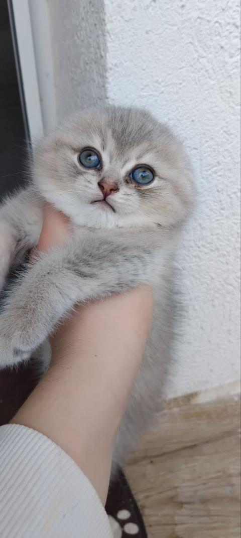 Шотландска сребриста чинчила